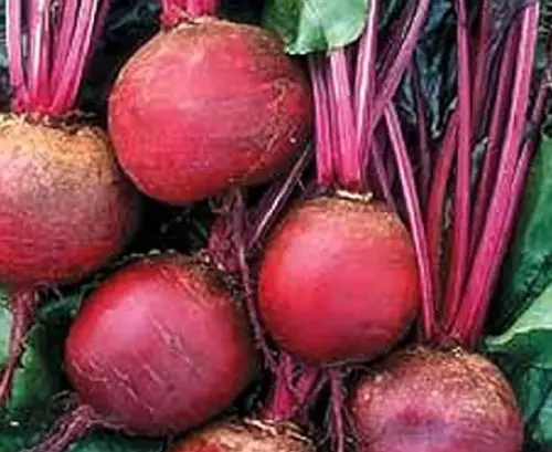 Types Of Beets With Pictures Names Own Yard Life