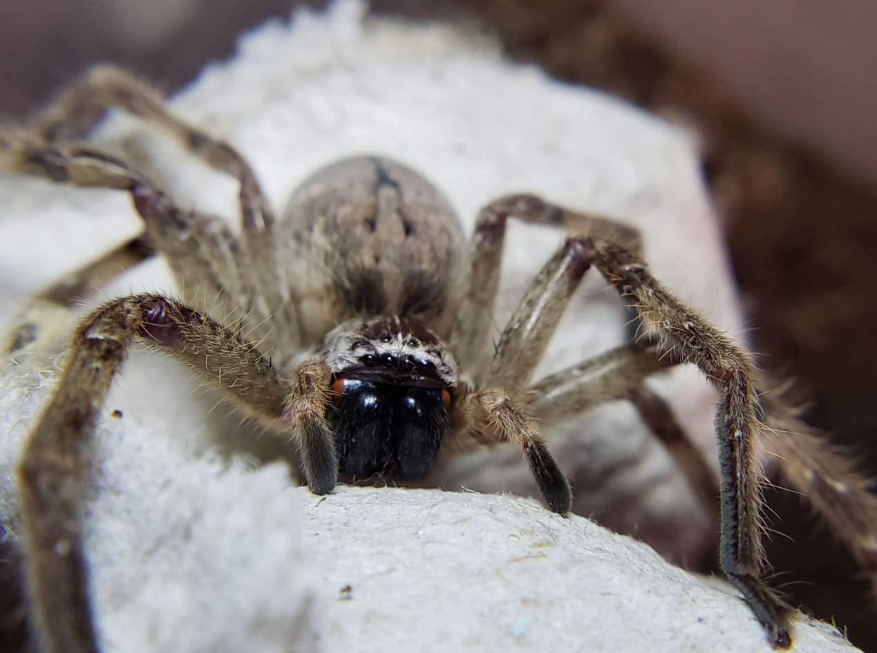 Crab Spider Arizona Characteristics Pictures And Identification