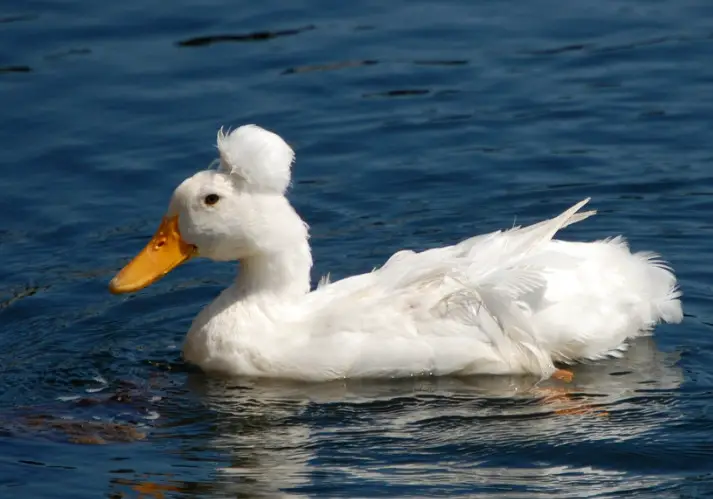 Types Of Birds With Mohawks And Pictures Own Yard Life