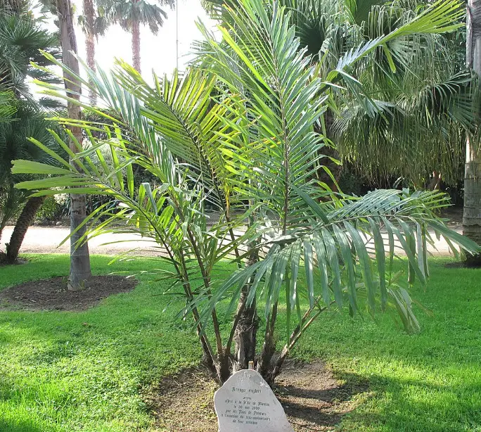 Types Of California Palm Trees With Pictures Own Yard Life