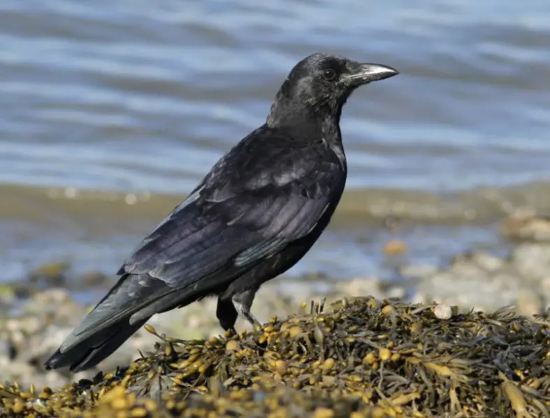 Types Of Black Birds In Florida Pictures And Id Guide