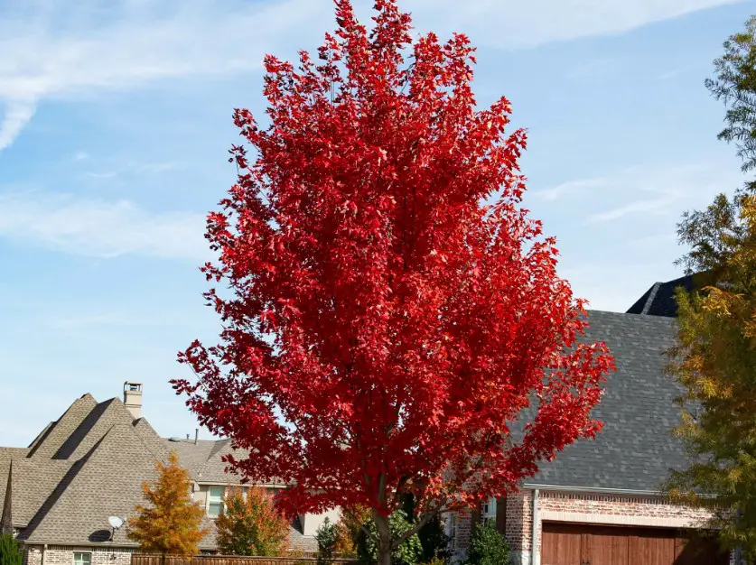 October Glory Maple Tree Detailed Care And Growing Guide