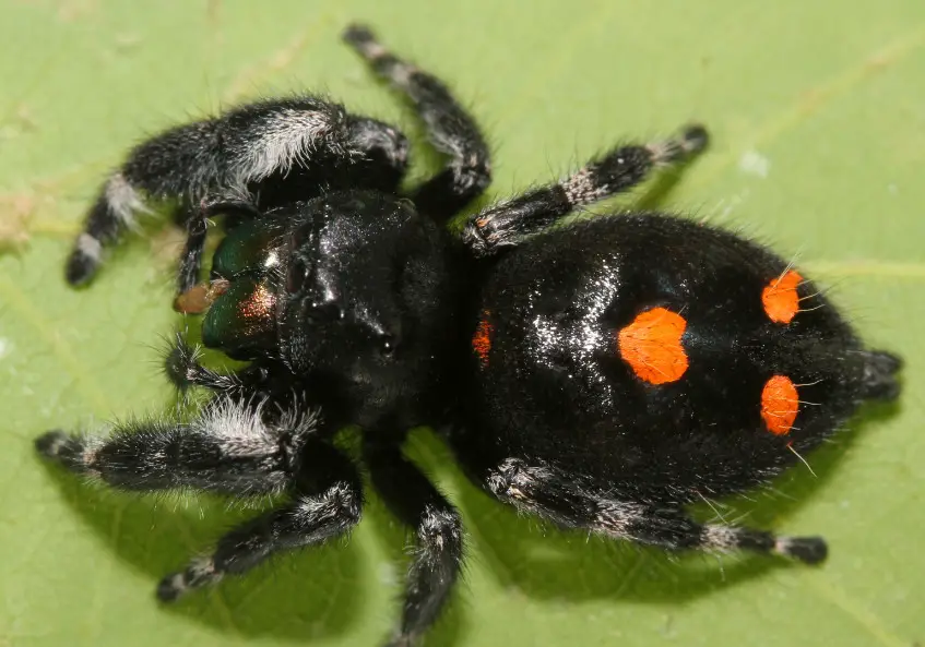 Black Spiders With White Stripes Pictures And Identification