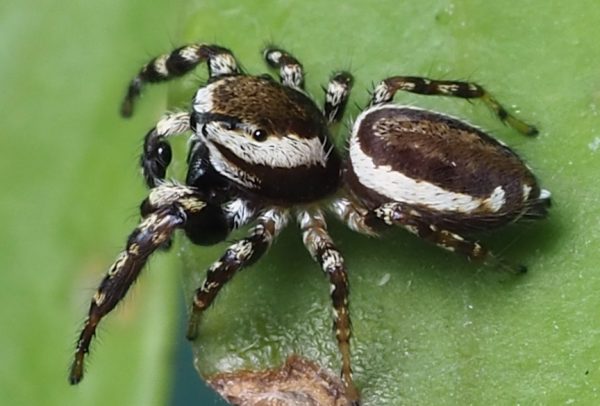 Black Spiders With White Stripes Pictures And Identification