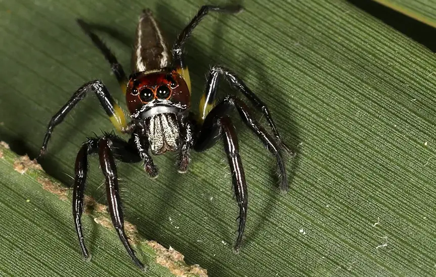 Black Spiders With White Stripes Pictures And Identification