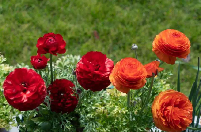 Persian Buttercup Care And Growing Guide With Ultimate Tips