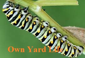 20 Types of Arizona Caterpillars (With Pictures) - Own Yard Life