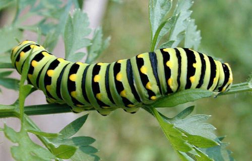 35 Types of Black and Yellow Caterpillars (With Pictures)
