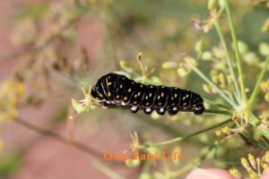 Types of Texas Caterpillars