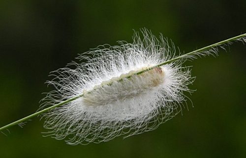 20 Types of White Caterpillars (With Pictures)
