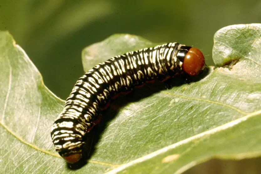 35 Types of Black and Yellow Caterpillars (With Pictures) Own Yard Life
