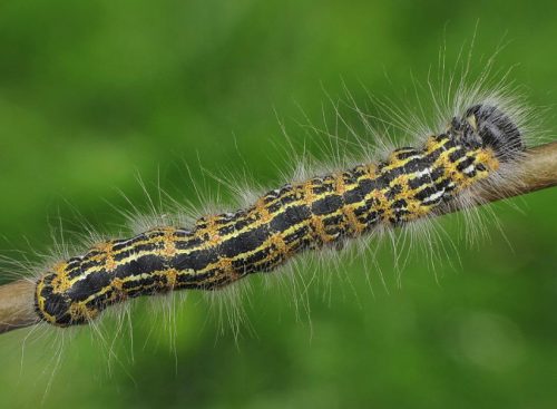 35 Types of Black and Yellow Caterpillars (With Pictures)