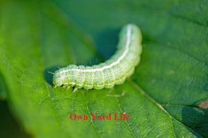 Cabbage Looper Caterpillars