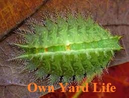 20 Types of Stinging Caterpillars (With Pictures)
