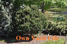 20 Dwarf Evergreen Trees (With Pictures & Names)