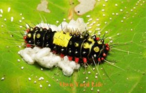 Types of Black and Yellow Caterpillars