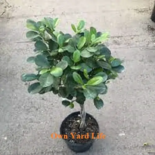20 Types of Ficus Trees (Indoor & Outdoor) Own Yard Life