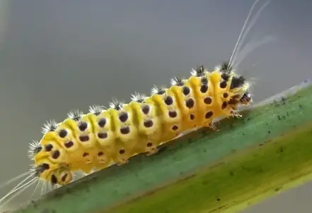 Grapeleaf Skeletonizer Caterpillar