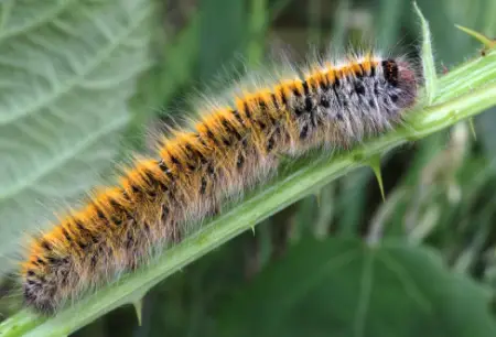 Grass Eggar Moth Caterpillar