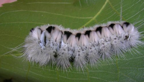 Types of White Caterpillars