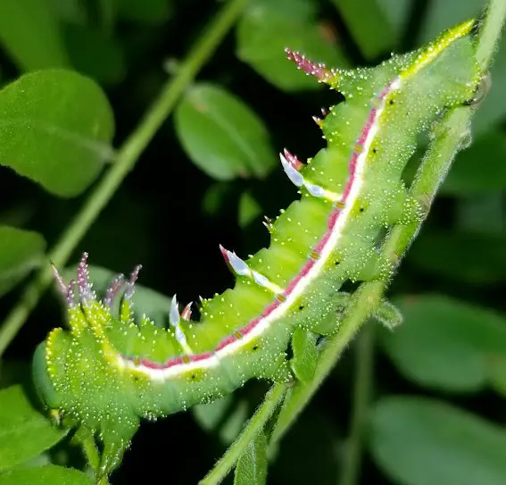 20 Types of Texas Caterpillars (With Pictures) - Own Yard Life