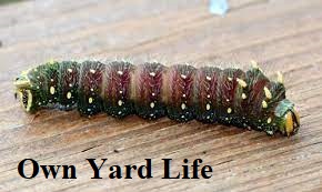 20 Types of Moth Caterpillars (With Pictures) - Own Yard Life