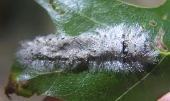 Dangerous Caterpillars in Tennessee