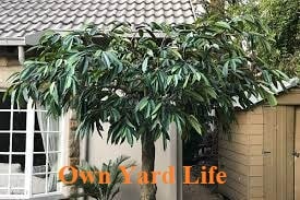 20 Types of Ficus Trees (Indoor & Outdoor)
