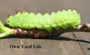 Types of Moth Caterpillars 