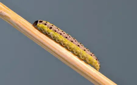 Marbled Yellow Pearl Moth Caterpillar