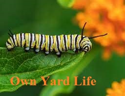 20 Types of Arizona Caterpillars (With Pictures) - Own Yard Life