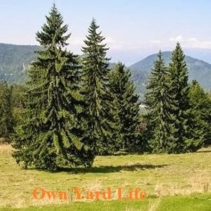 20 Dwarf Evergreen Trees (With Pictures & Names)