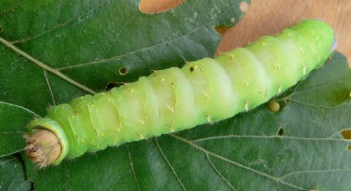 20 Types of Arizona Caterpillars (With Pictures)