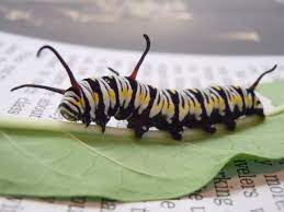 35 Types of Black and Yellow Caterpillars (With Pictures) - Own Yard Life