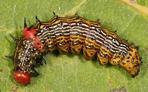 Redhumped Caterpillar