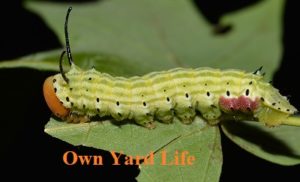 Types of Moth Caterpillars 