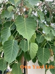 Types of Ficus Trees (Indoor & Outdoor)