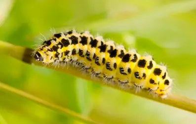 Types of Yellow Caterpillars