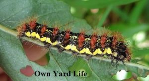 20 Types of Stinging Caterpillars (With Pictures)