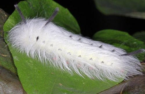 20 Types of White Caterpillars (With Pictures)