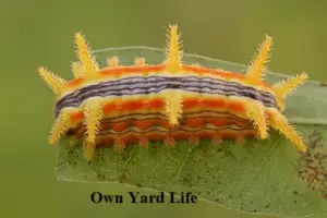 Types of Stinging Caterpillars