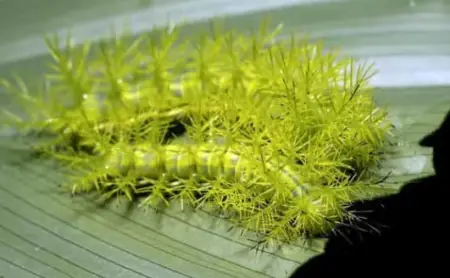 Tasar Silkworm Caterpillar