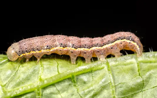 26 Types of Yellow Caterpillars (With Pictures) - Own Yard Life