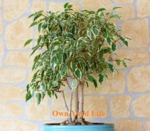 Types of Ficus Trees (Indoor & Outdoor)