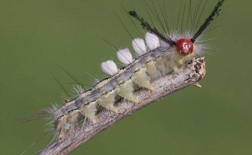 White-Marked Tussock Caterpillar
