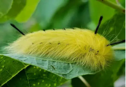 Yellow Fuzzy Spotted Apatelodes