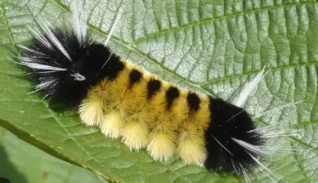 Yellow Spotted Tussock Moth Caterpillar