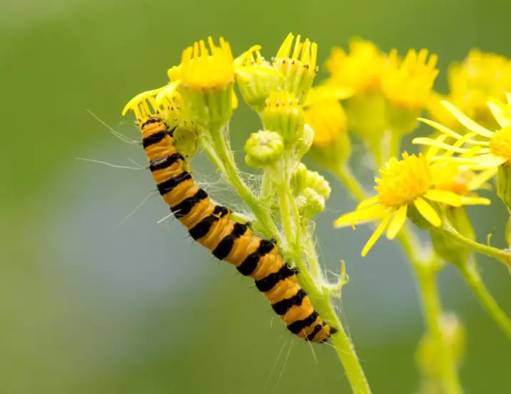 35 Types of Black and Yellow Caterpillars (With Pictures) Own Yard Life