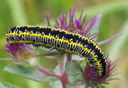 Zebra Caterpillar
