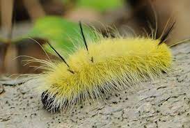 19 Types of Venomous Caterpillars (With Pictures)